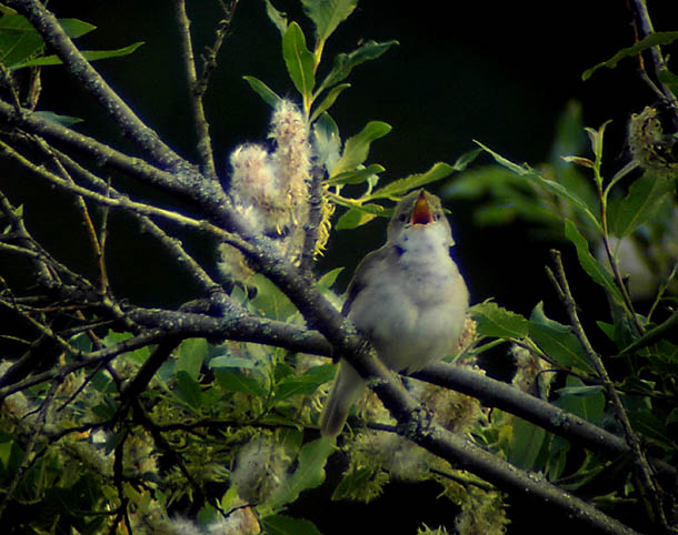 Blyth`s reed warbler (Acrocephalus dumetorum)Dalarna