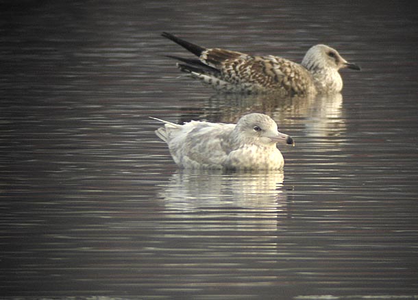 Glaucous gull (Larus hyperboreus)Dalarna