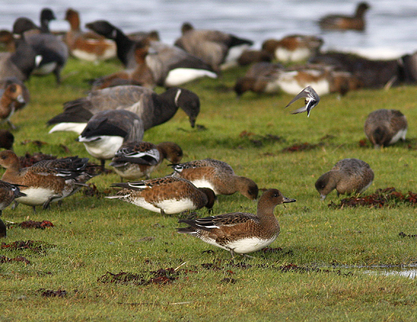 Eurasian wigeon