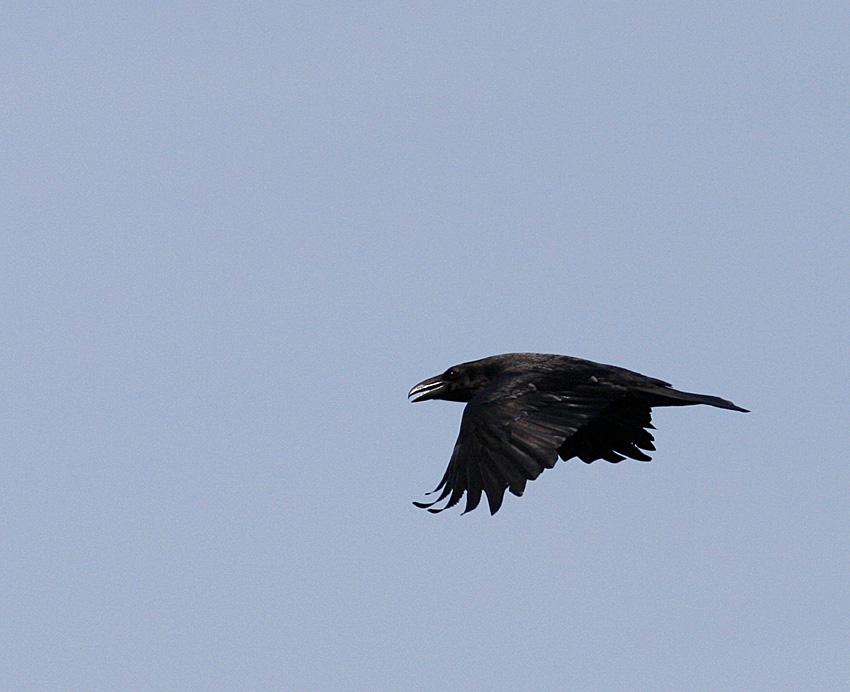 Common raven