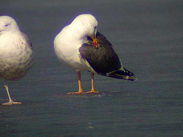 Lesser black-backed gull