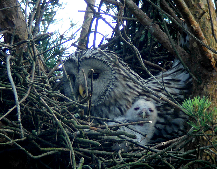 Ural owl