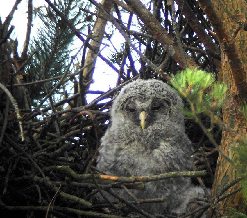 Ural owl