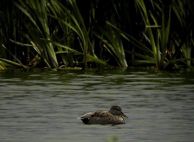 Gadwall