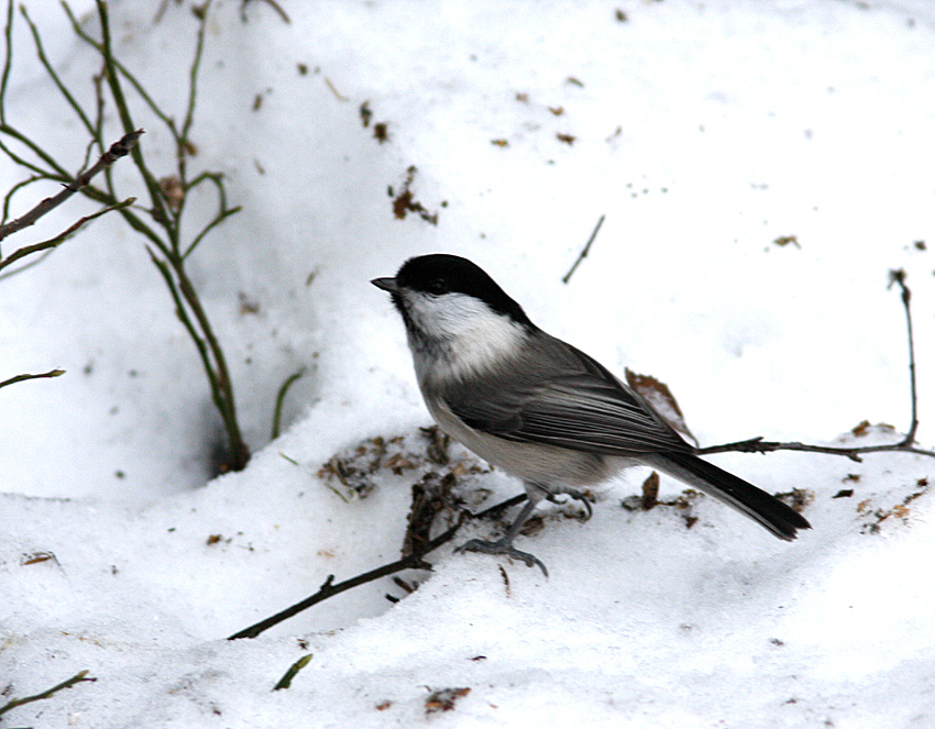 Willow tit