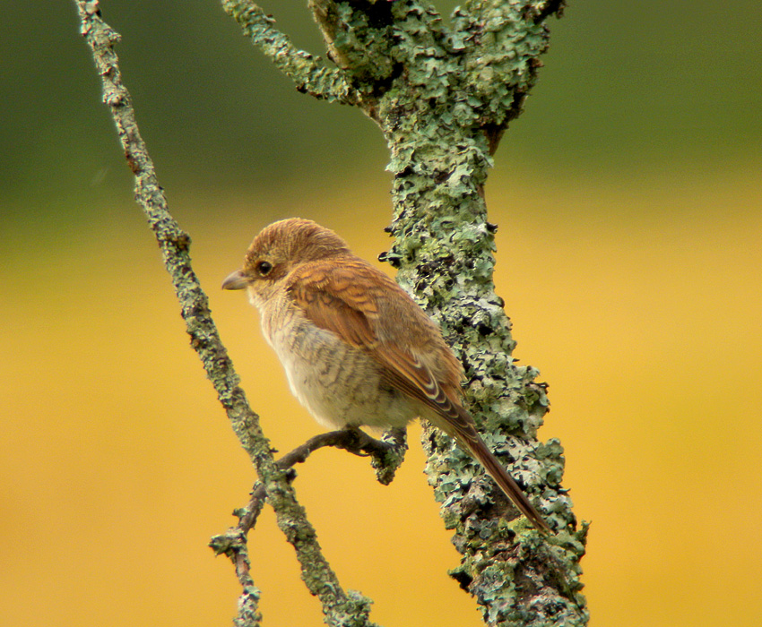 Red-backed shrike