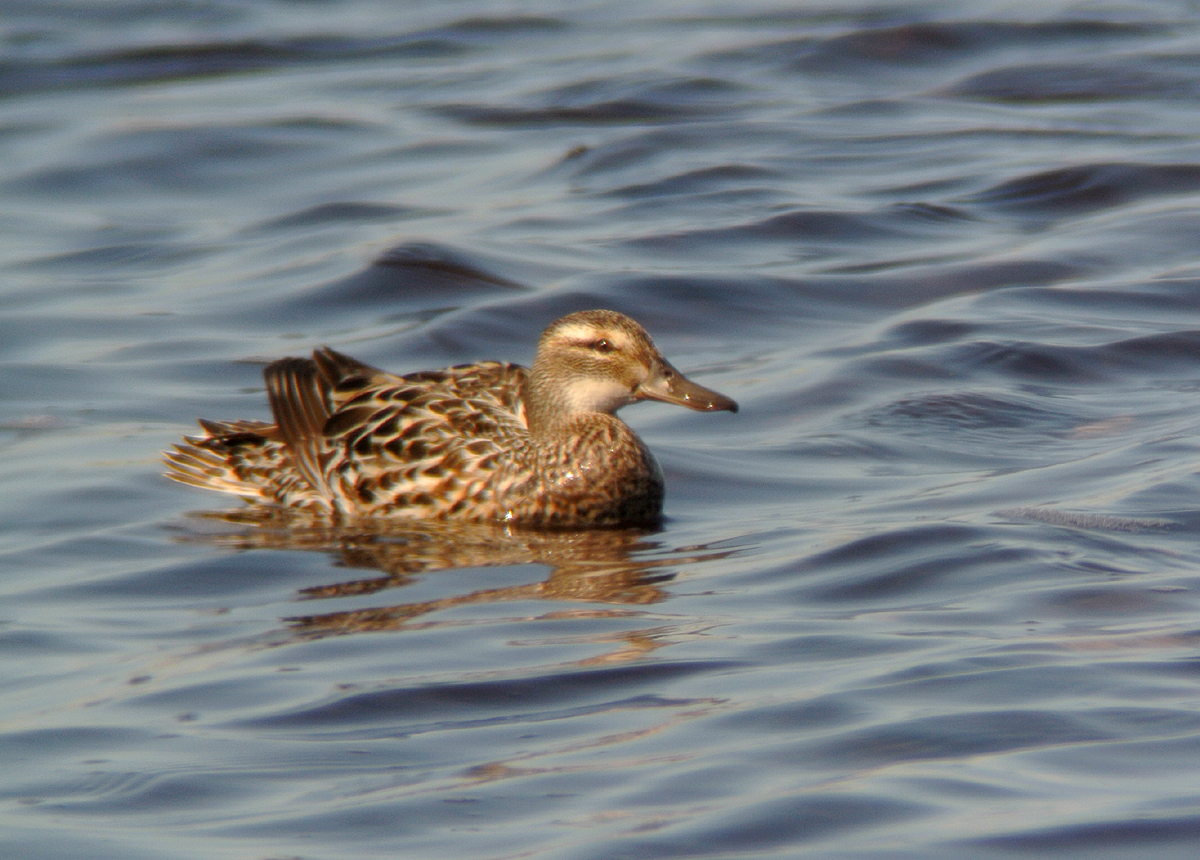 Garganey