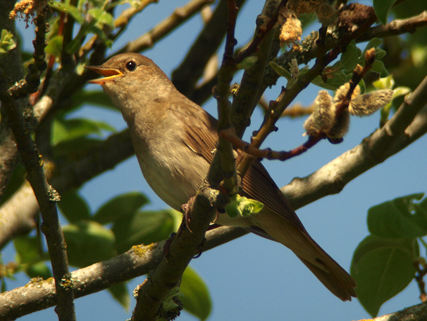 Thrush nightingale