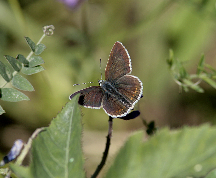 Midsommarblåvinge (Aricia artaxerxes)