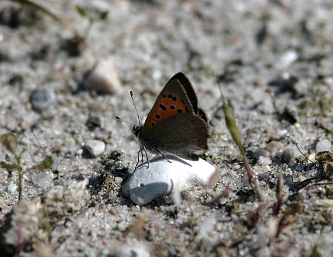 Mindre guldvinge (Lycaena phlaeas