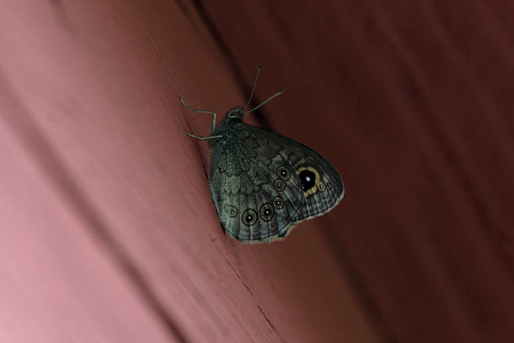 Berggräsfjäril (Lasiommata petropolitana)