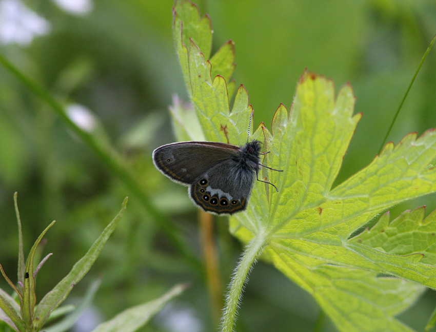 Brun gräsfjäril (Coenonympha hero)