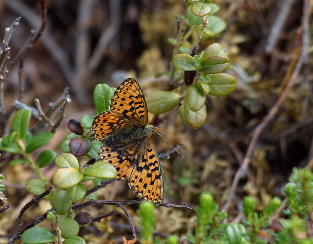 Frejas pärlemorfjäril (Boloria freija)