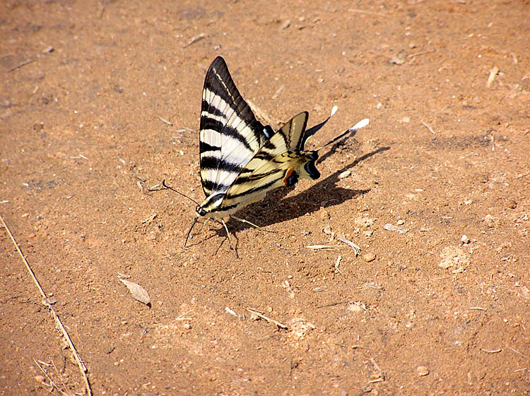 Segelfjäril (Iphiclides podalirius)Greece