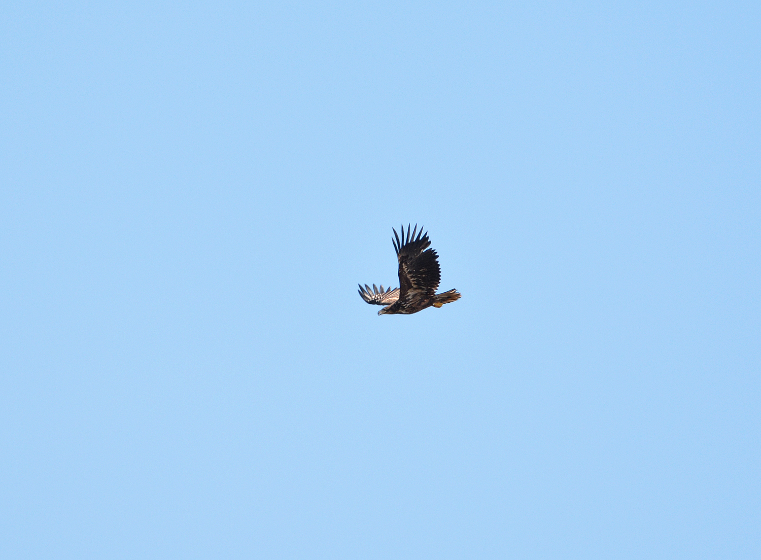 White-tailed eagle