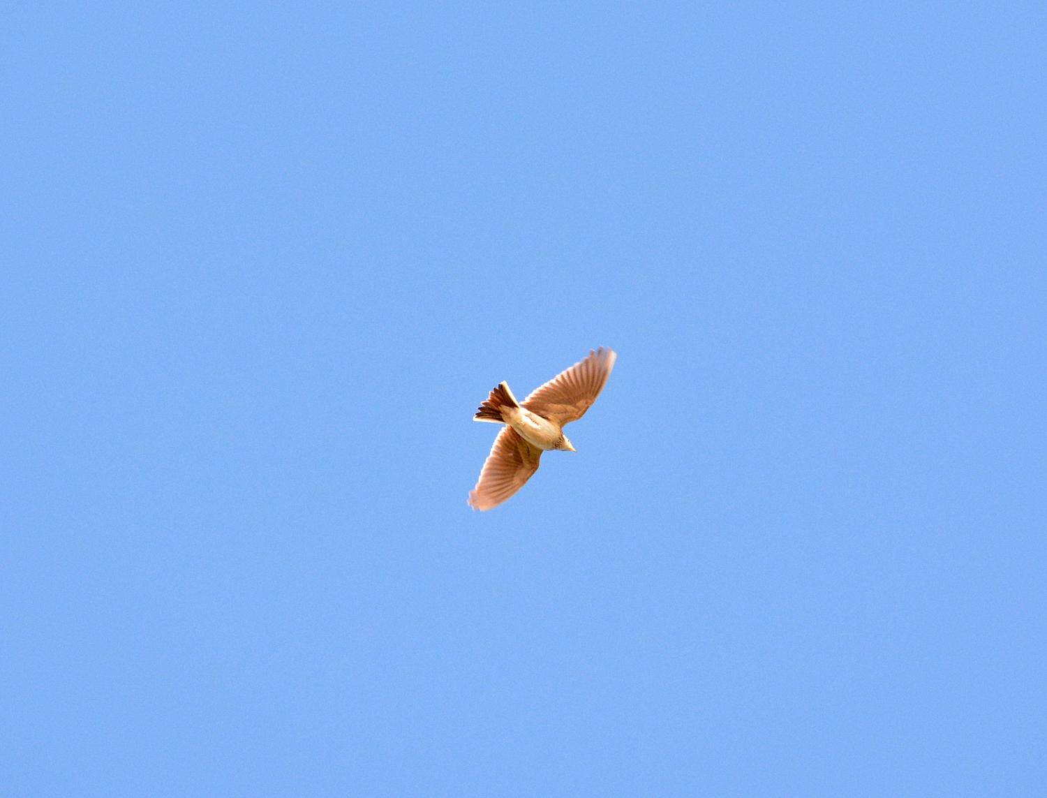 Eurasian sky lark