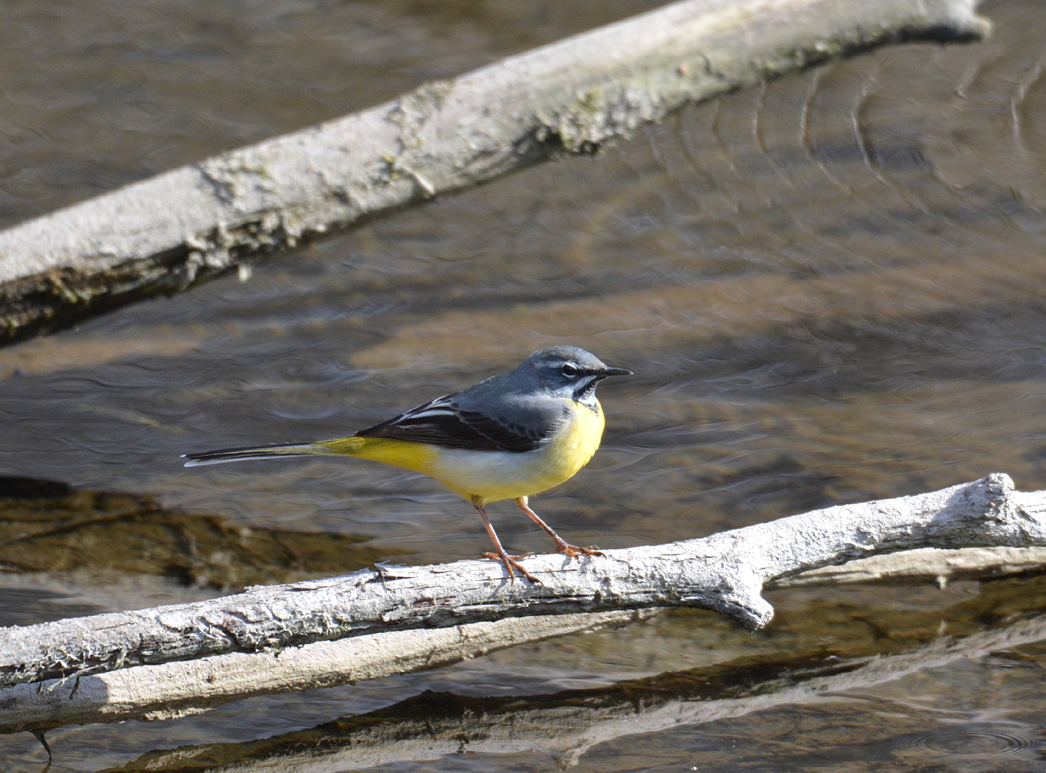 Grey wagtail