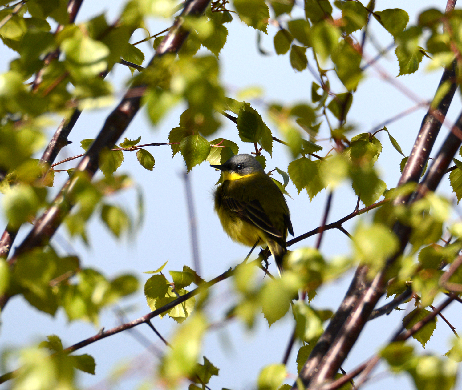 Yellow wagtail