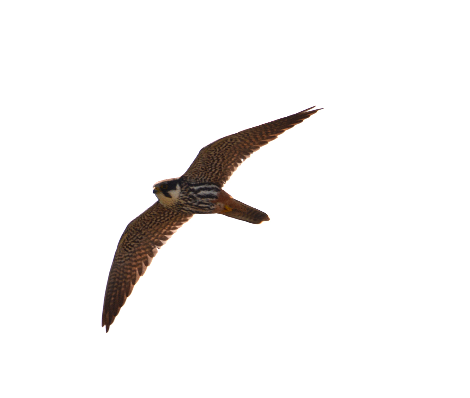 Eurasian hobby