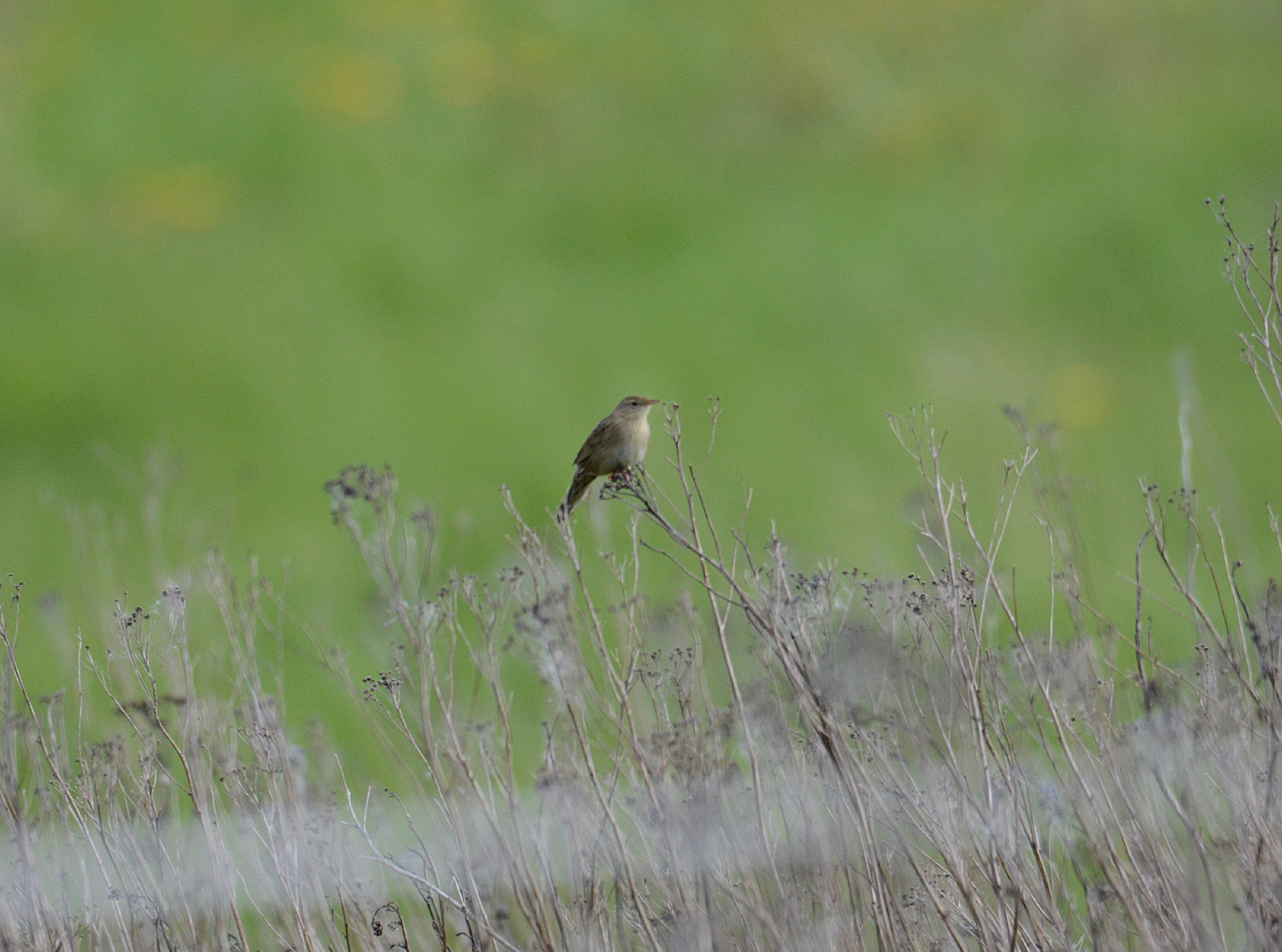 Common grasshopper warbler