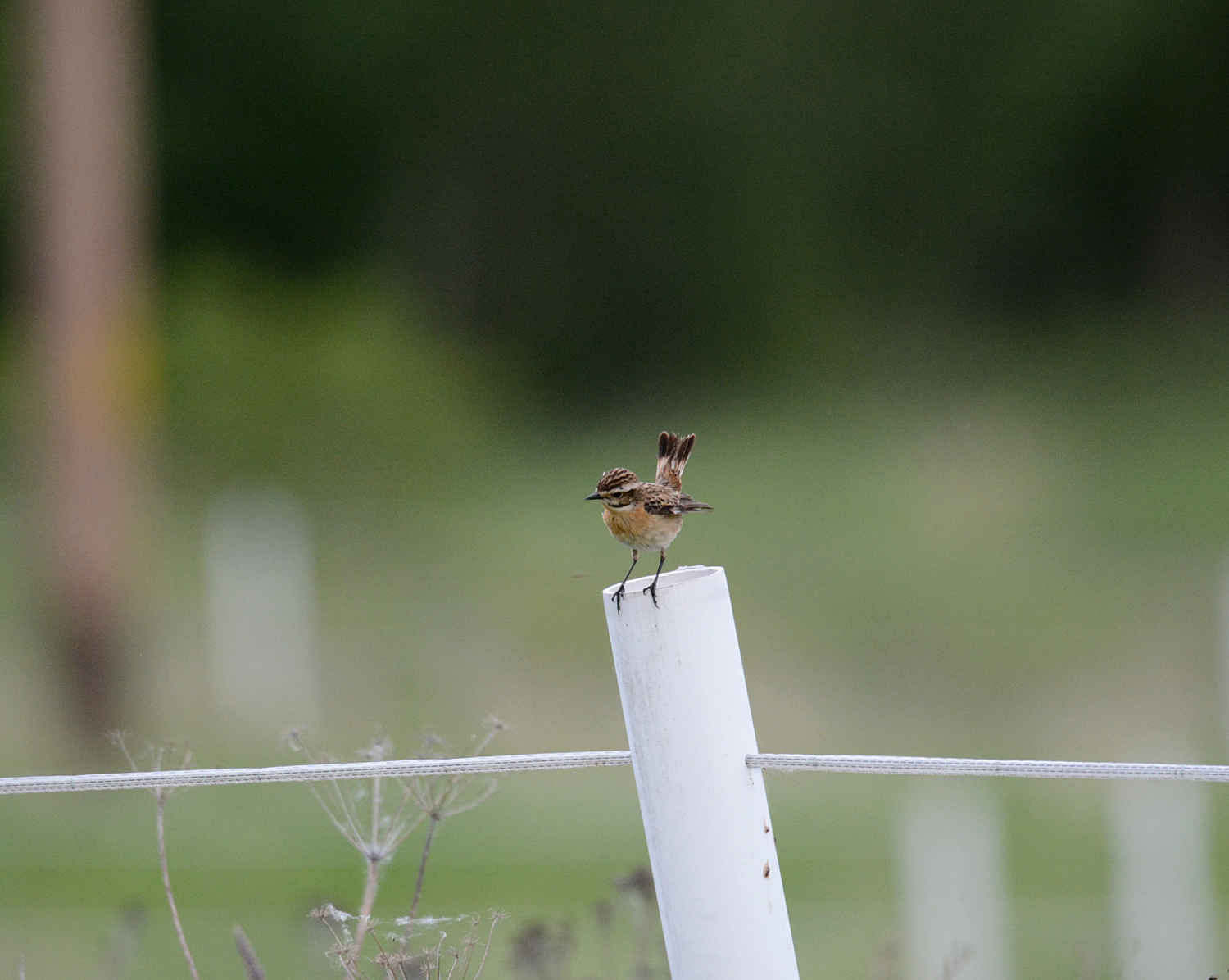 Whinchat