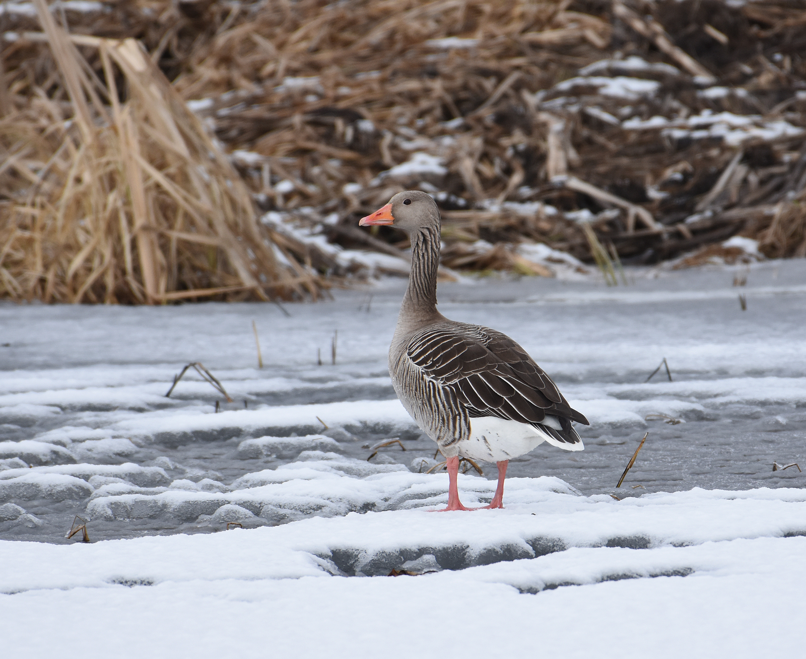 Greylag goose