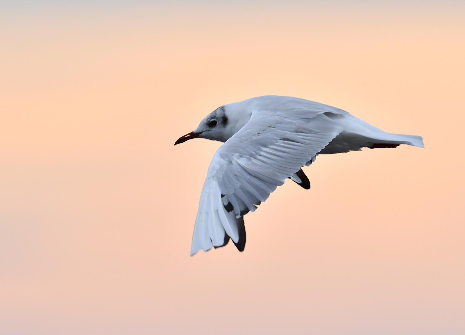 Black-headed gull