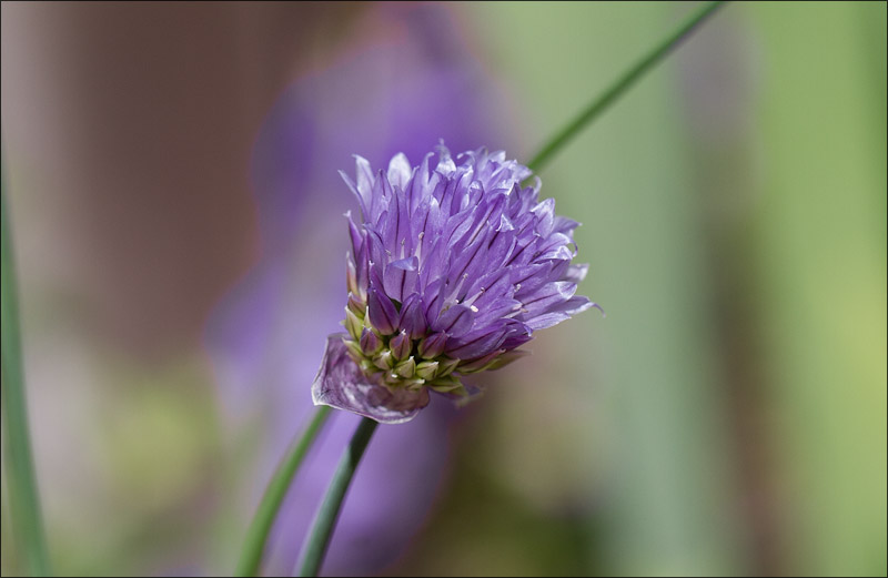 Spring Chives