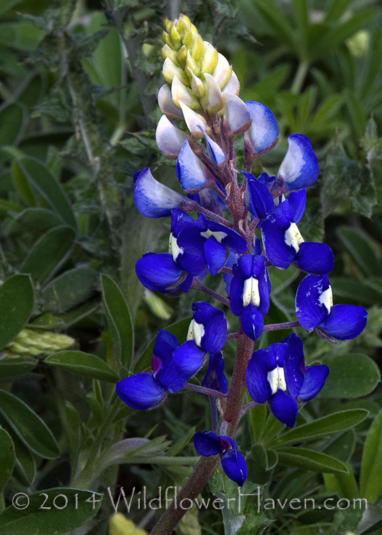 Bluebonnet Solo