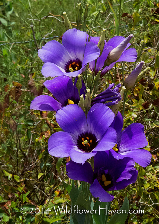 Bluebell Beuty
