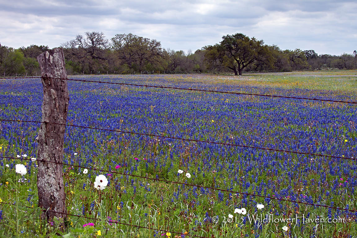 Bluebonnet Meadow Oak2