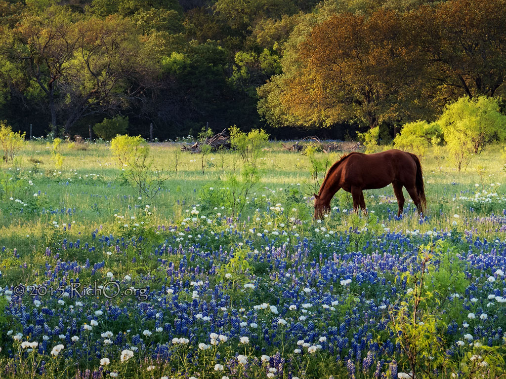 Wildflower Horse