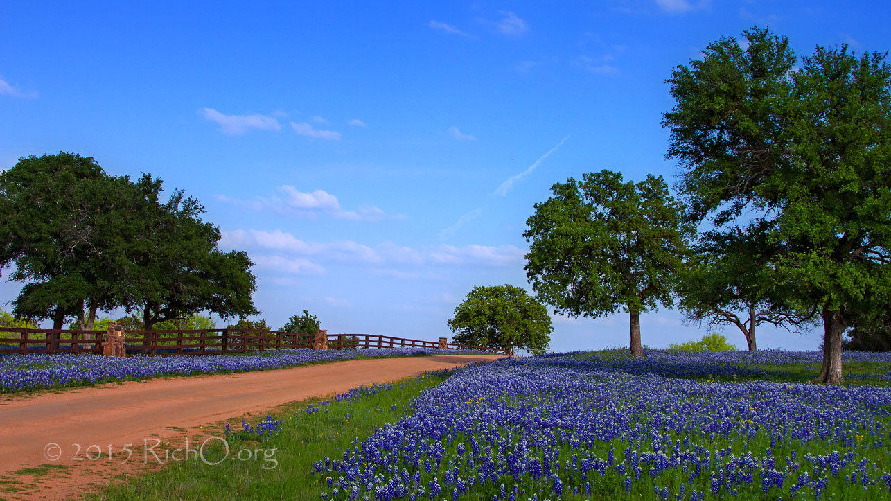 Bluebonnet Country