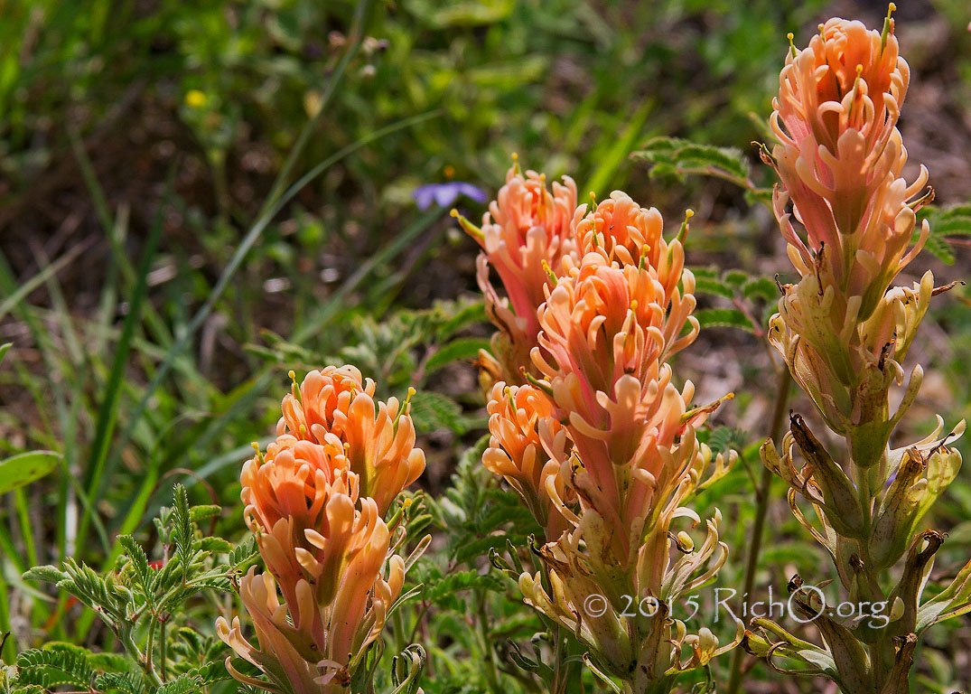 Orange Prairie Paintbrush