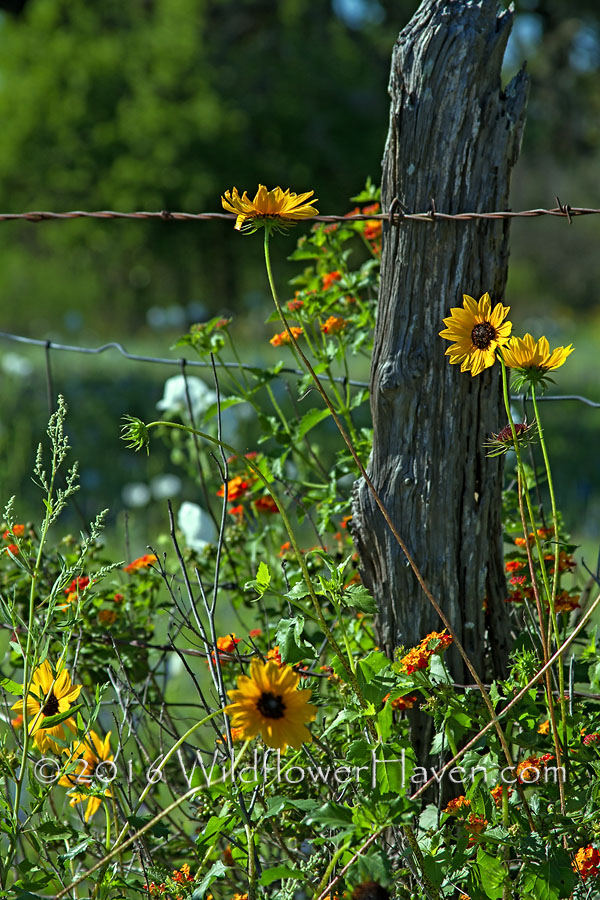 Texas Sunflower
