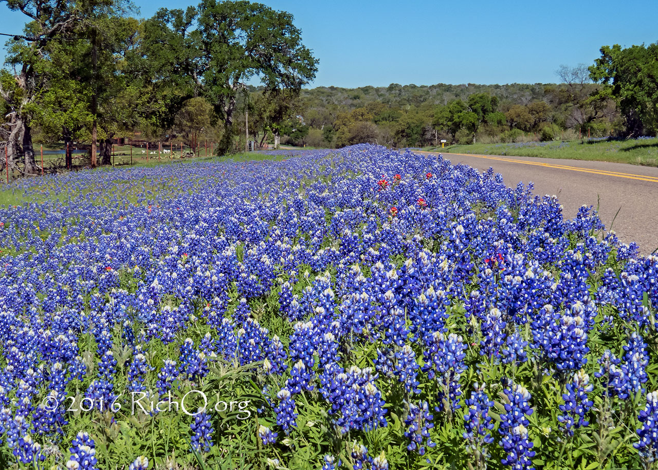 RR-3347 Bluebonnet Roadside
