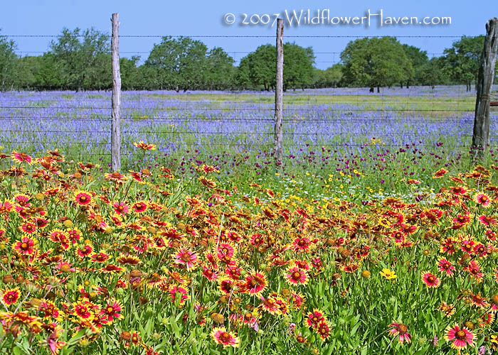 Mealy Blue Sage and Firewheels