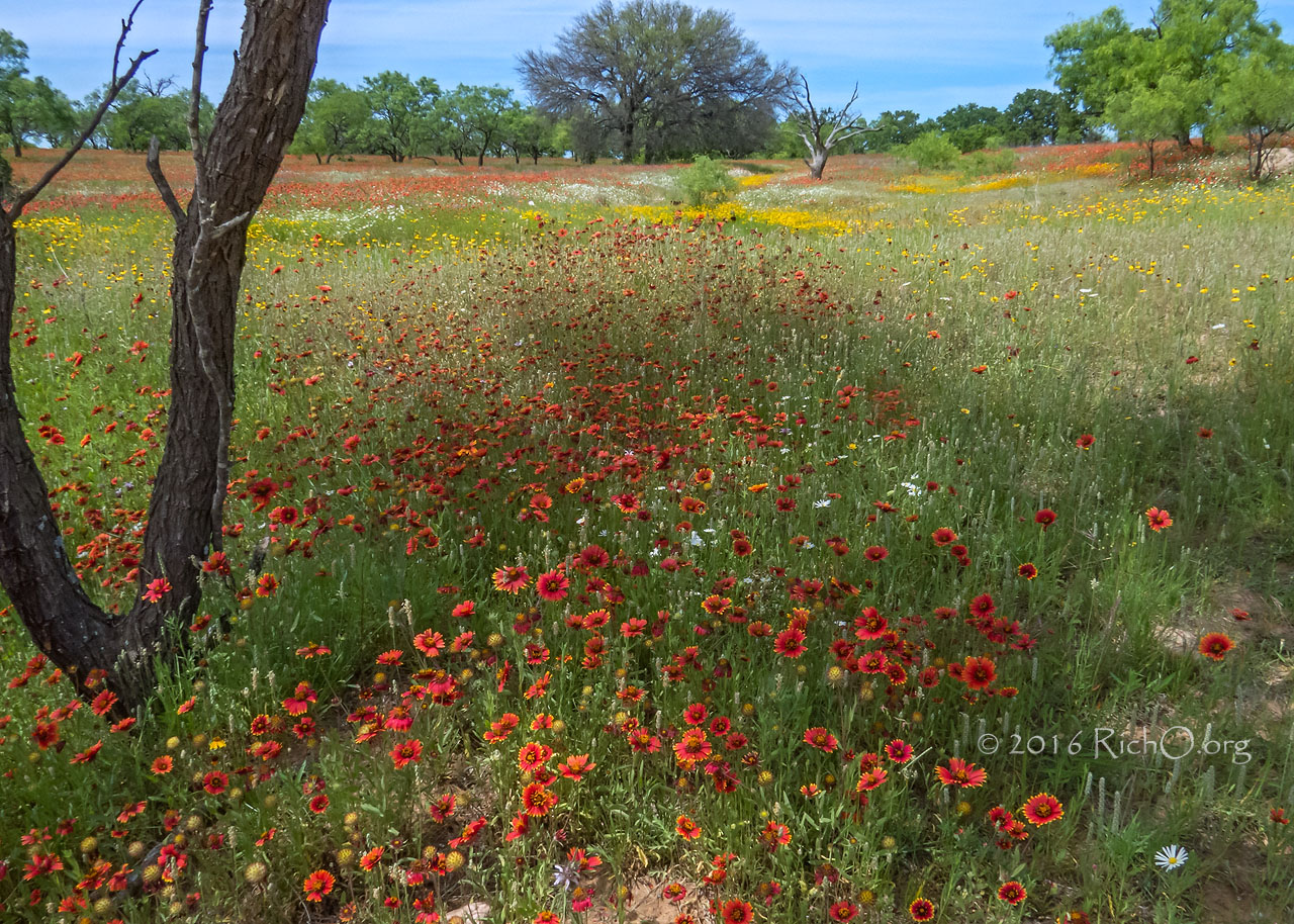 Wildflower Meadow