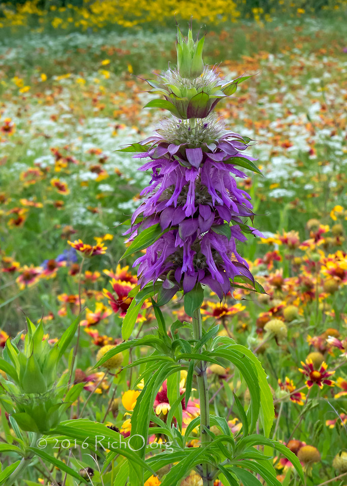 Purple Horsemint (Monarda citriodora)