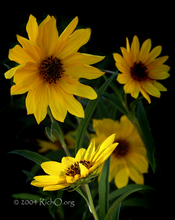 Maximilian Sunflower - Portrait