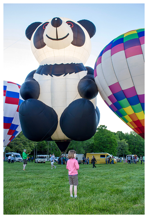 The giant panda bear