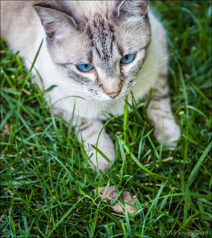 The blue-eyed cat we call Kitten.