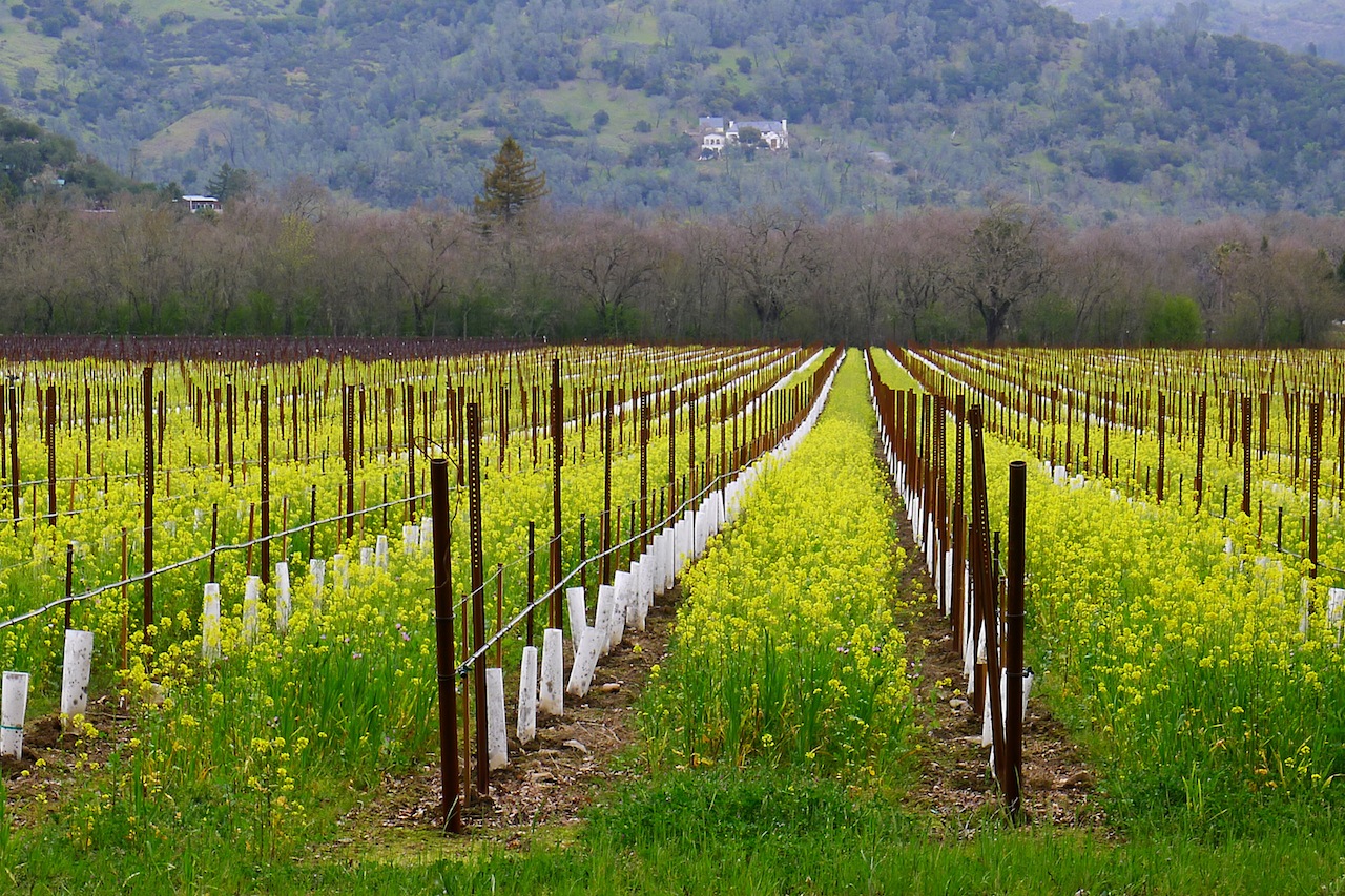 646 4 Napa Valley.jpg