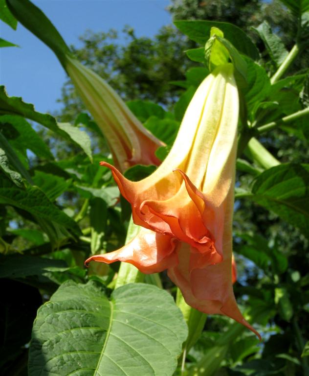 387 Padova Orto Botanico.JPG