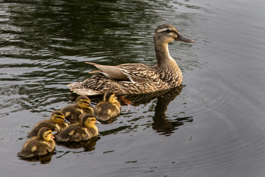 Five ducklings