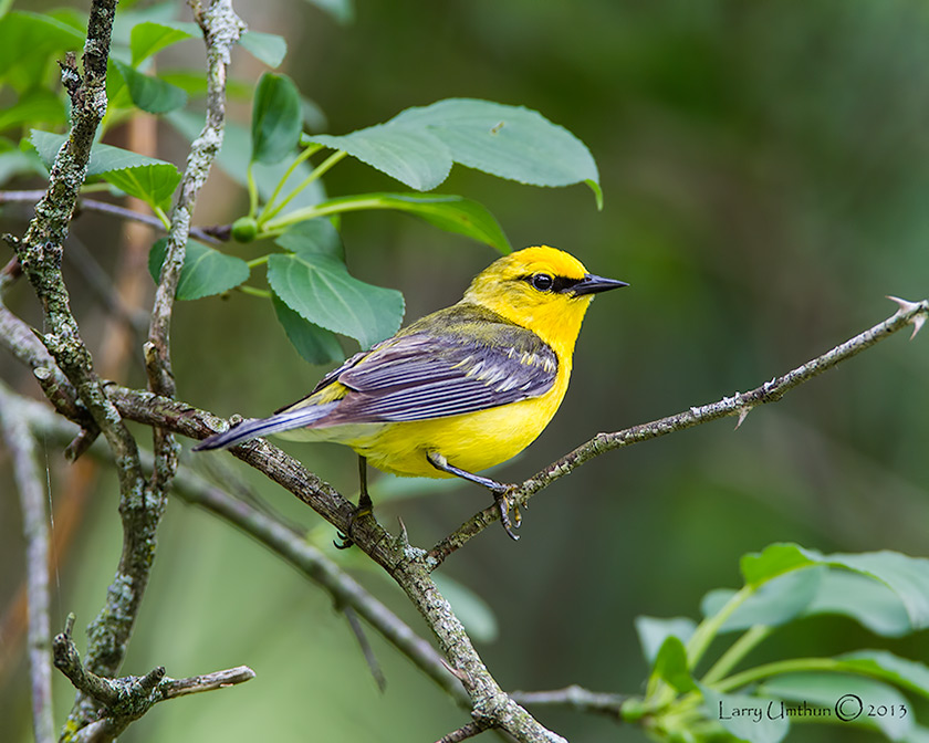 Blue-winged Warbler