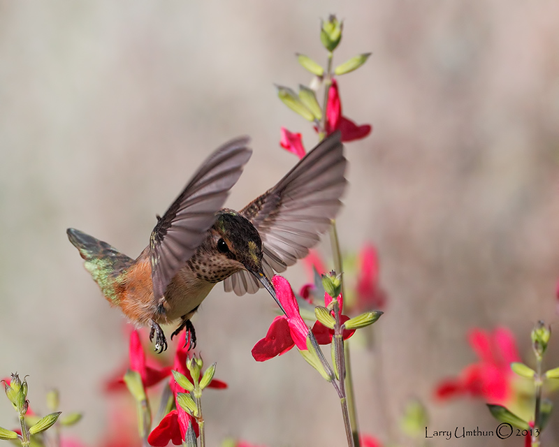 Rufous Hummingbird