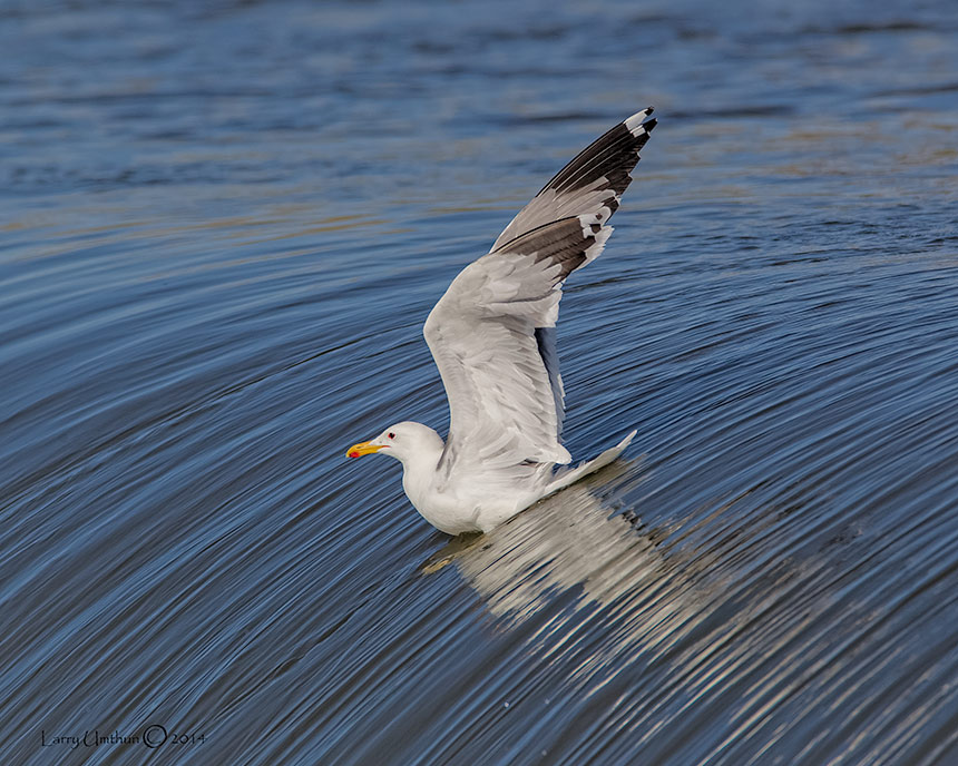 Herring Gull