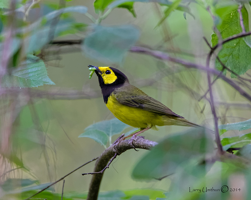 Hooded Warbler