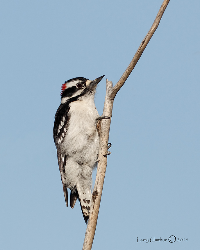 Downy Woodpecker